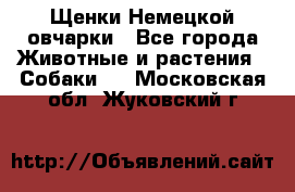 Щенки Немецкой овчарки - Все города Животные и растения » Собаки   . Московская обл.,Жуковский г.